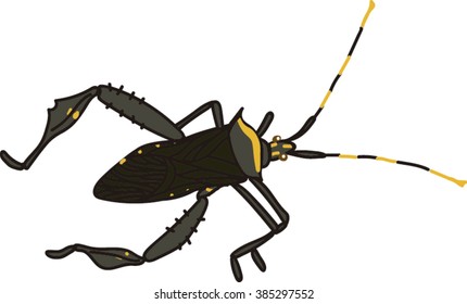 Insect Isolated on White Background.