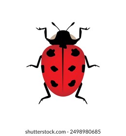 Insectos mariquita lindos Pequeños bichos rojos. Diseño de Ilustración vectorial.