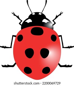 insect ladybug nature red summer 