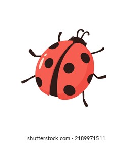 Insectos. Bicho en un fondo blanco. Ilustración vectorial.