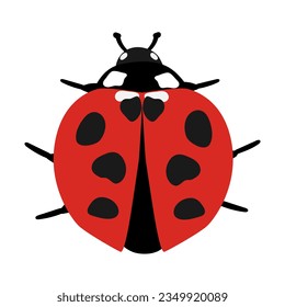 Insect ladybug on white background .Cute red bug
