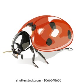 Insect ladybug vector EPS 10