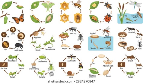 Insect life cycle collection, educational metamorphosis biology diagram set, detailed entomology vector illustration, isolated white background design