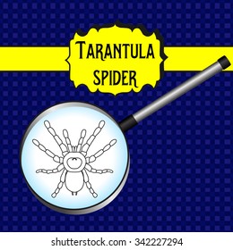 insect in magnifier. Brachypelma smithi, spider female. Sketch of spider.  Tarantula Design for coloring book. Vector illustration