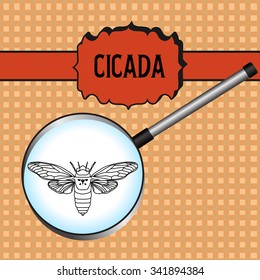 insect in magnifier. cicada. Cicadidae. Sketch of cicada. cicada Design for coloring book. hand-drawn cicada. Vector illustration