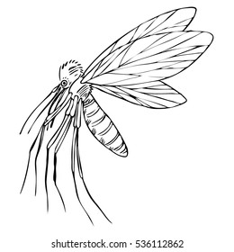 Insect mosquito isolated on white background. Graphics art. Line. Vector. Wings. Wild nature. Drawing.