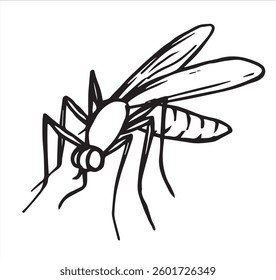 insect mosquito. vector illustration in sketch style parasite