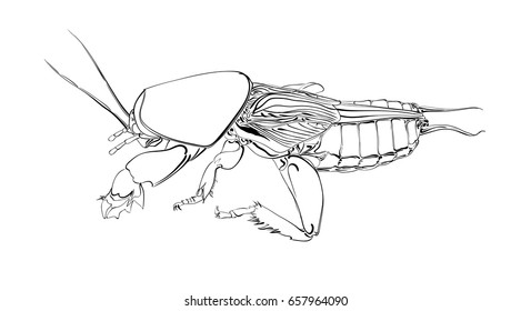 Insect on a white background. Silhouette of a beetle. Vector illustration.