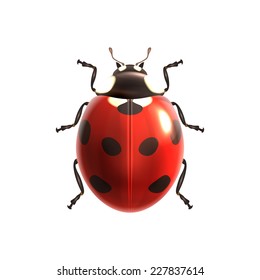 Insect realistic ladybug isolated on white background vector illustration