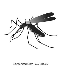 Insect. a realistic mosquito. Mosquito isolated on white background. Mosquito larvae  flying mosquito.  virus transmission, Vector illustration