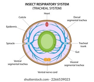 Sistema respiratorio de insectos (sistema traqueal). Sección transversal a través del abdomen que ilustra la traqueación.