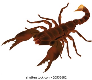 insect scorpion