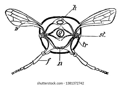 Insect Section in which Heart and gut another part, vintage line drawing or engraving illustration.