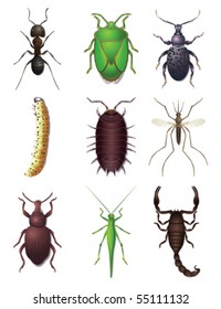 Insect Set