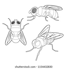 Insect Set Cute Fly Cartoon Vector Coloring Book