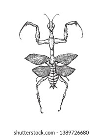  Insect set .Vector hand drawn  sketch. Vintage engraved illustration isolated .