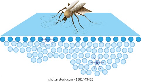 Insect showing water surface tension