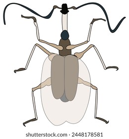 Insect silhouette illustration. Beetle close-up, top view.