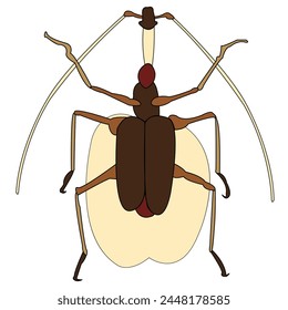 Insect silhouette illustration. Beetle close-up, top view.