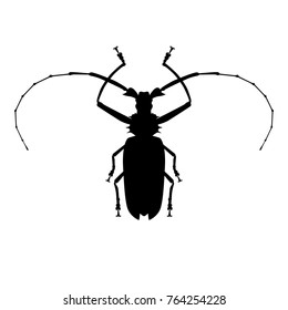 Insect silhouette. Sketch of bug isolated on white background. Vector illustration
