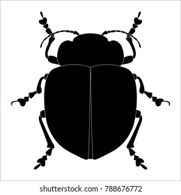 Insect silhouette. Sketch of bug isolated on white background. Vector illustration
