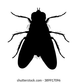 Insect silhouette.fly. Musca domestica.. Insect.  fly silhouette Vector illustration