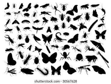 Insect silhouettes isolated on white. Vector illustration.