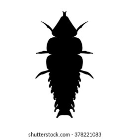 insect silhouette.Trilobite beetle Duliticola Platerodrilus. Sketch of Trilobite beetle. Trilobite beetle. Vector illustration