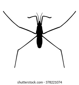 insect silhouette..water strider. Gerridae. GERRIS LACUSTRIS Sketch of water stride. hand-drawn water strider. Vector illustration