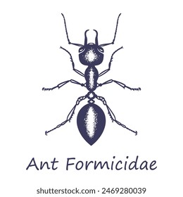 Insect sketch ant. Formicidae Latin. Hand drawn with ink. Isolated on white background. Vector.