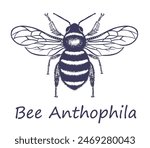 Insect sketch Bee. Anthophila Latin. Hand drawn with ink. Isolated on white background. Vector.