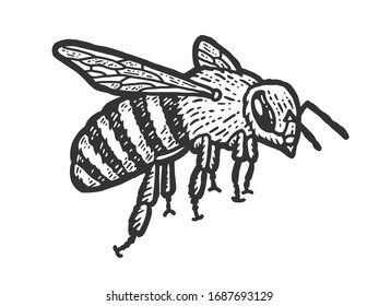 Insect sketch, a bee flies. Scratch board imitation. Black and white hand drawn image. Engraving vector illustration