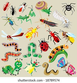 Insect Species