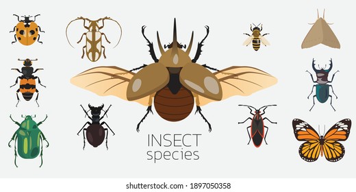 Insect species. Cute insect species design.