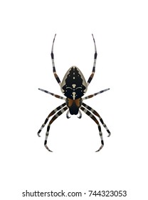 Insect spider hanging upside down. Vector illustration
