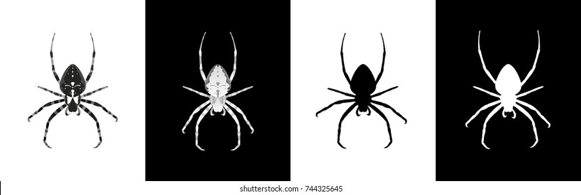 Insect spider hanging upside down with a different paw position. Two options are white on black and two are black on white. Vector illustration
