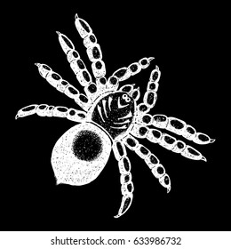 Insect stipple drawing Halloween decorative spider isolated. Spider in trendy embroidery stippling and hatching, shading style. Vector.