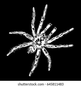 Insect stipple drawing Halloween decorative spider isolated. Spider in trendy embroidery stippling and hatching, shading style. Vector.