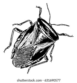 Insect stipple drawing isolated. Cockroach or bug in trendy embroidery stippling and hatching, shading style. Vector.