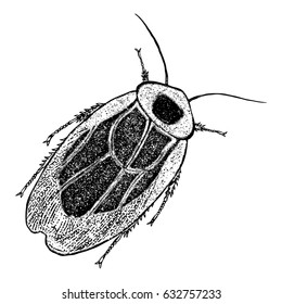 Insect stipple drawing isolated. Cockroach or bug in trendy embroidery stippling and hatching, shading style. Vector.