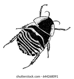 Insect stipple drawing isolated. Cockroach or bug in trendy embroidery stippling and hatching, shading style. Vector.