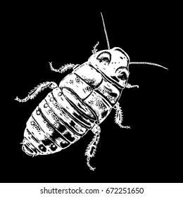 Insect stipple drawing isolated. Cockroach or bug in trendy embroidery stippling and hatching, shading style. Vector.