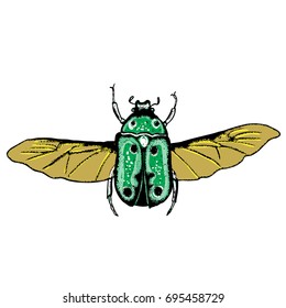 Insect stipple drawing isolated in color for Halloween. Insects and bug beetle in trendy colourful embroidery stippling and hatching, shading style. Vector.