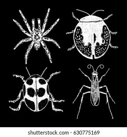 Insect stipple drawing set isolated. Insects and bugs collection in trendy embroidery stippling and hatching, shading style. Vector.