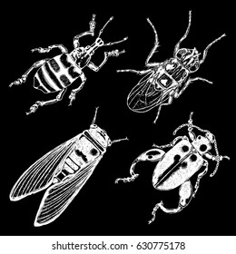 Insect stipple drawing set isolated. Insects and bugs collection in trendy embroidery stippling and hatching, shading style. Vector.