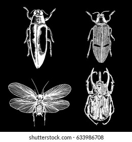 Insect stipple drawing set isolated. Insects and bugs collection in trendy embroidery stippling and hatching, shading style. Vector.
