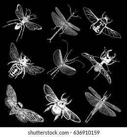 Insect stipple drawing set isolated. Insects and bugs collection in trendy embroidery stippling and hatching, shading style. Vector.