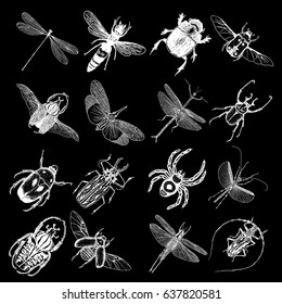 Insect stipple drawing set isolated. Insects and bugs collection in trendy embroidery stippling and hatching, shading style. Vector.
