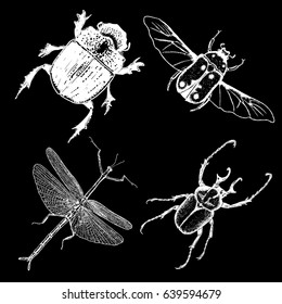 Insect stipple drawing set isolated. Insects and bugs collection in trendy embroidery stippling and hatching, shading style. Vector.