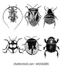 Insect stipple drawing set isolated. Insects and bugs collection in trendy embroidery stippling and hatching, shading style. Vector.